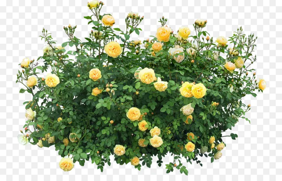 Roses Jaunes，Buisson PNG