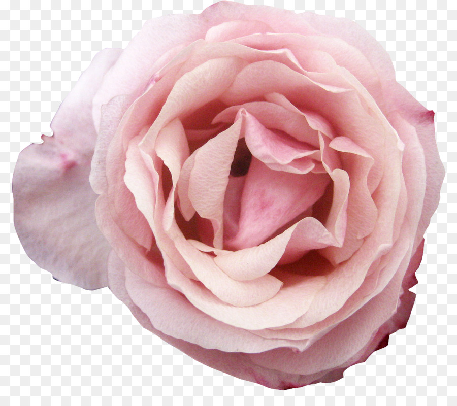 Rose，Floraison PNG