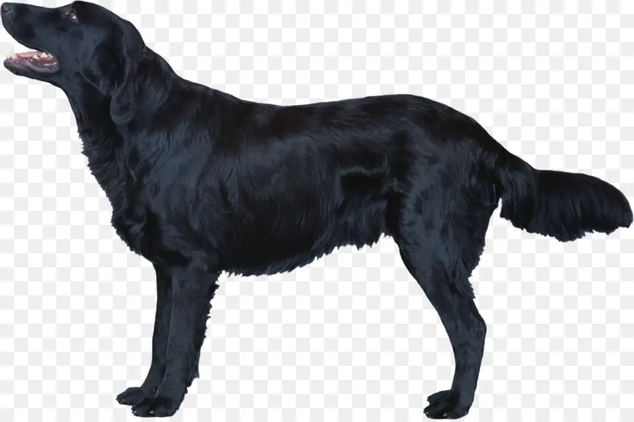 Chien Noir，Animal De Compagnie PNG