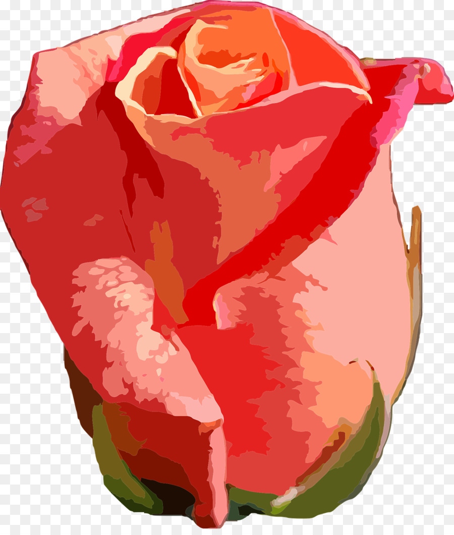 Rose Rouge，Floraison PNG