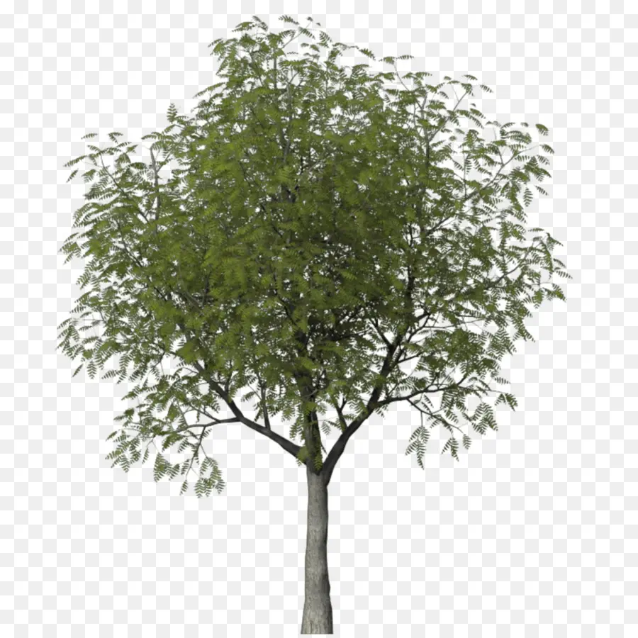 Arbre，Feuilles PNG