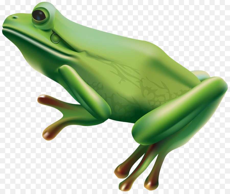 Grenouille，Rainette PNG