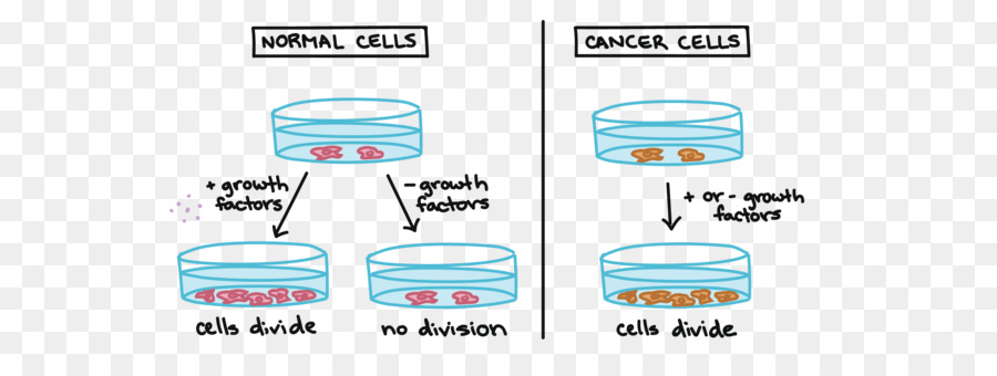 Cycle Cellulaire，Cellule Cancéreuse PNG