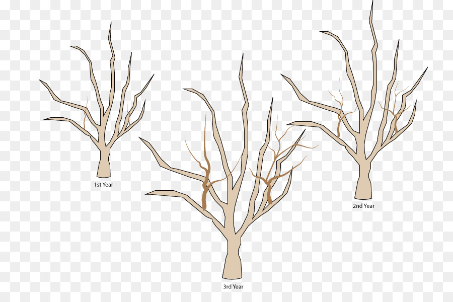 Arbre，Branche PNG