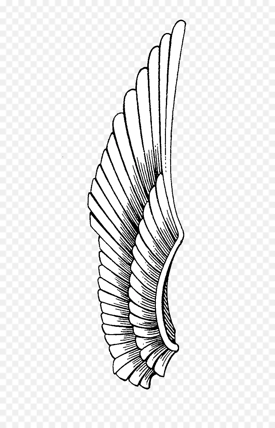 Aile à Plumes，Conception PNG