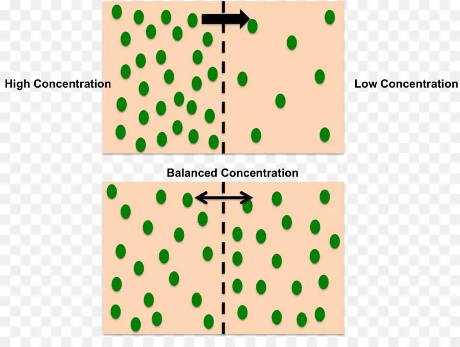 Diagramme De Diffusion，Concentration PNG