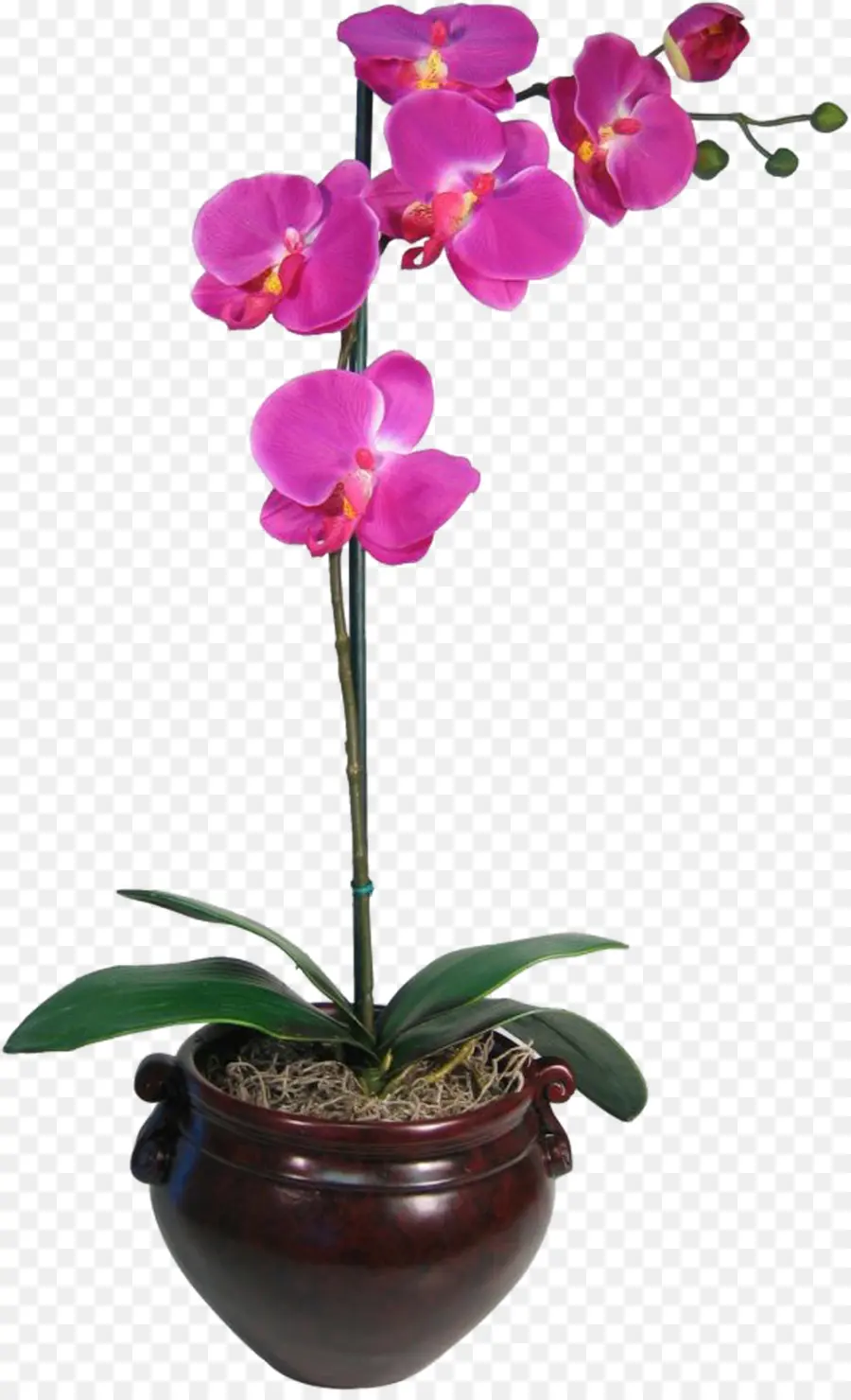 Plante D'orchidée，Fleur PNG