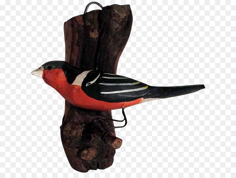 Oiseau，Bec PNG