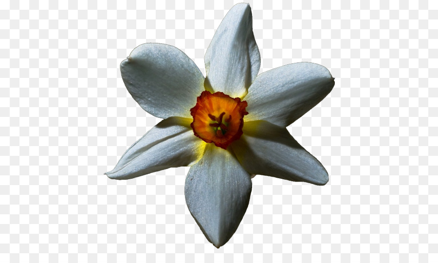 Orchidée Blanche，Floraison PNG