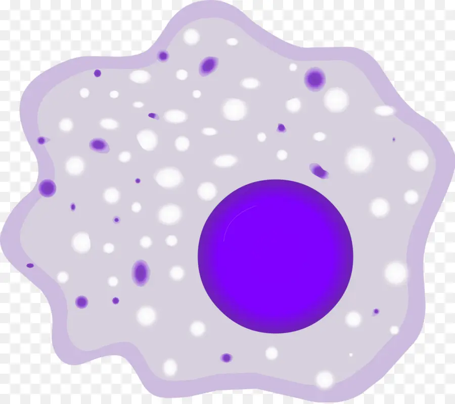 Macrophage，Cellule PNG