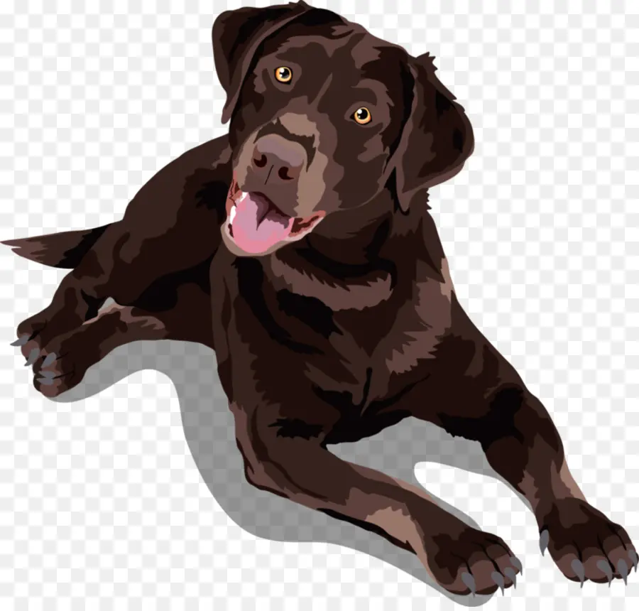 Labrador Chocolat，Chien PNG