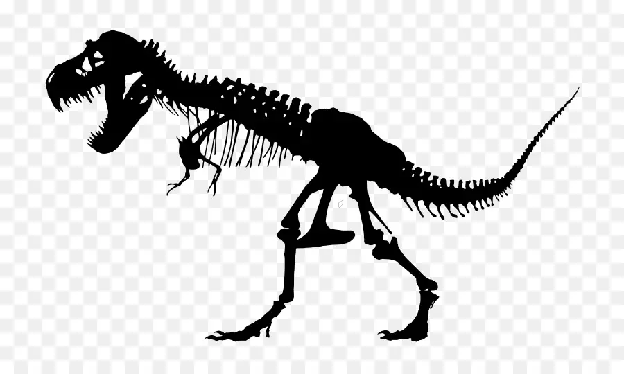 Squelette De Dinosaure，T Rex PNG