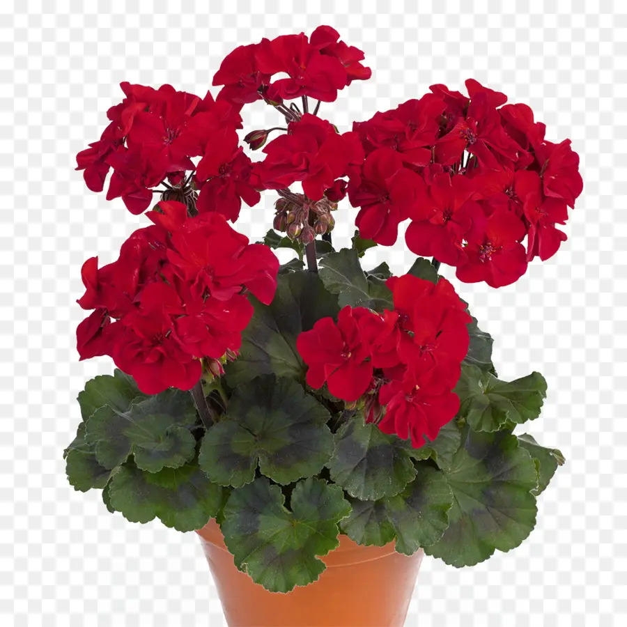 Pelargonium Peltatum，Pelargonium Zonale PNG