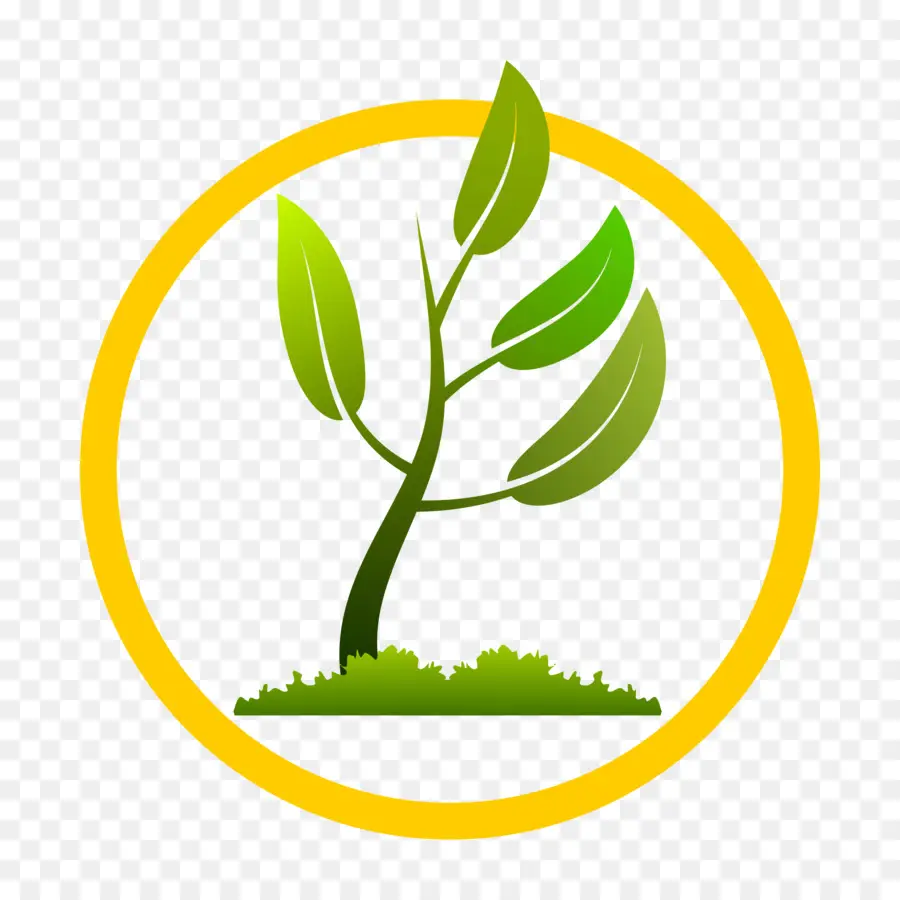 Plante Verte，Feuilles PNG