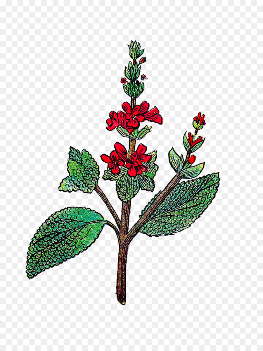 Plante à Fleurs，Feuilles PNG