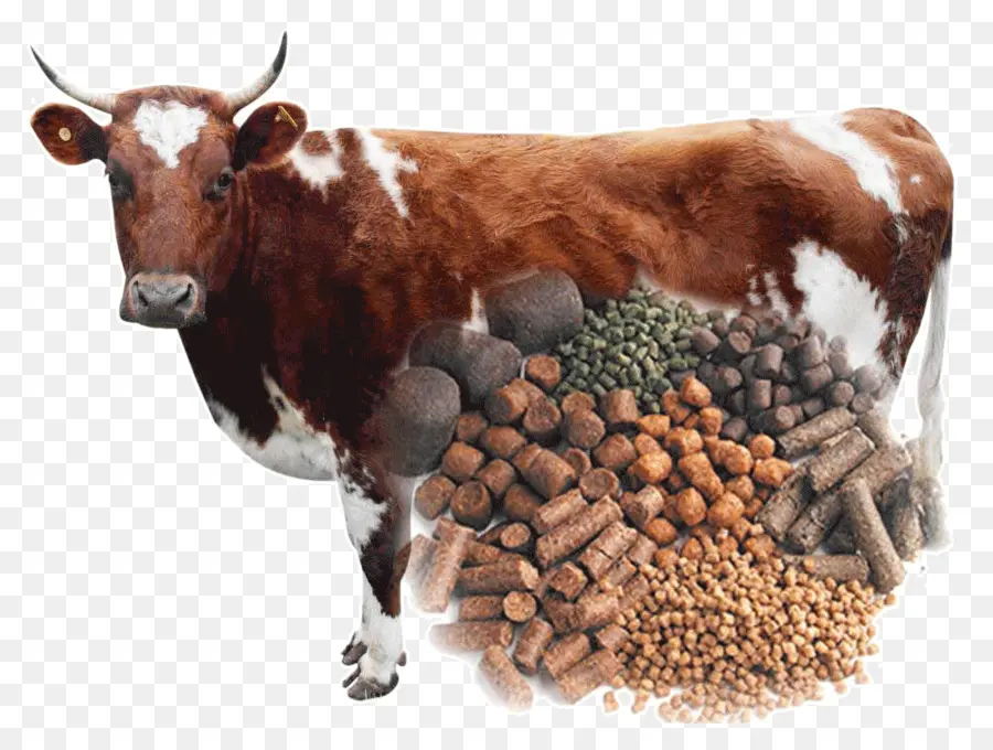 Vache Et Alimentation，Bétail PNG