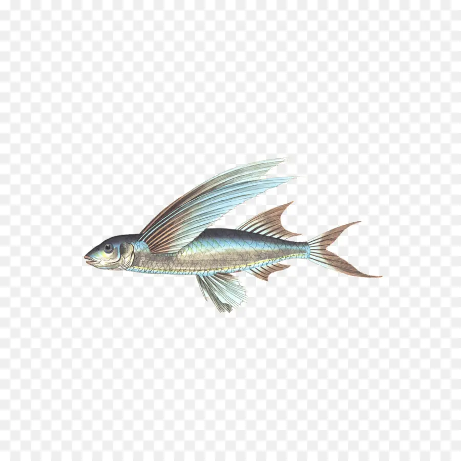 Poisson，Mer PNG