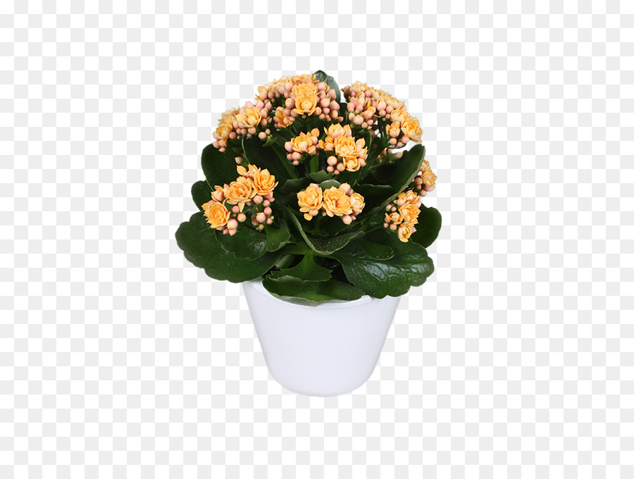 Plante En Pot，Fleur PNG