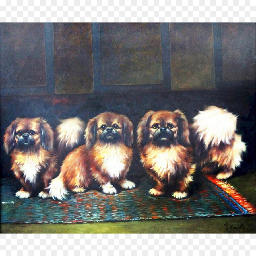 Pekingois，Shih Tzu PNG