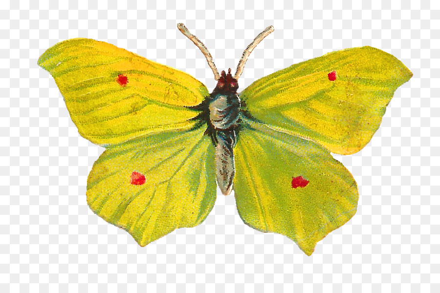 Papillon，Insecte PNG