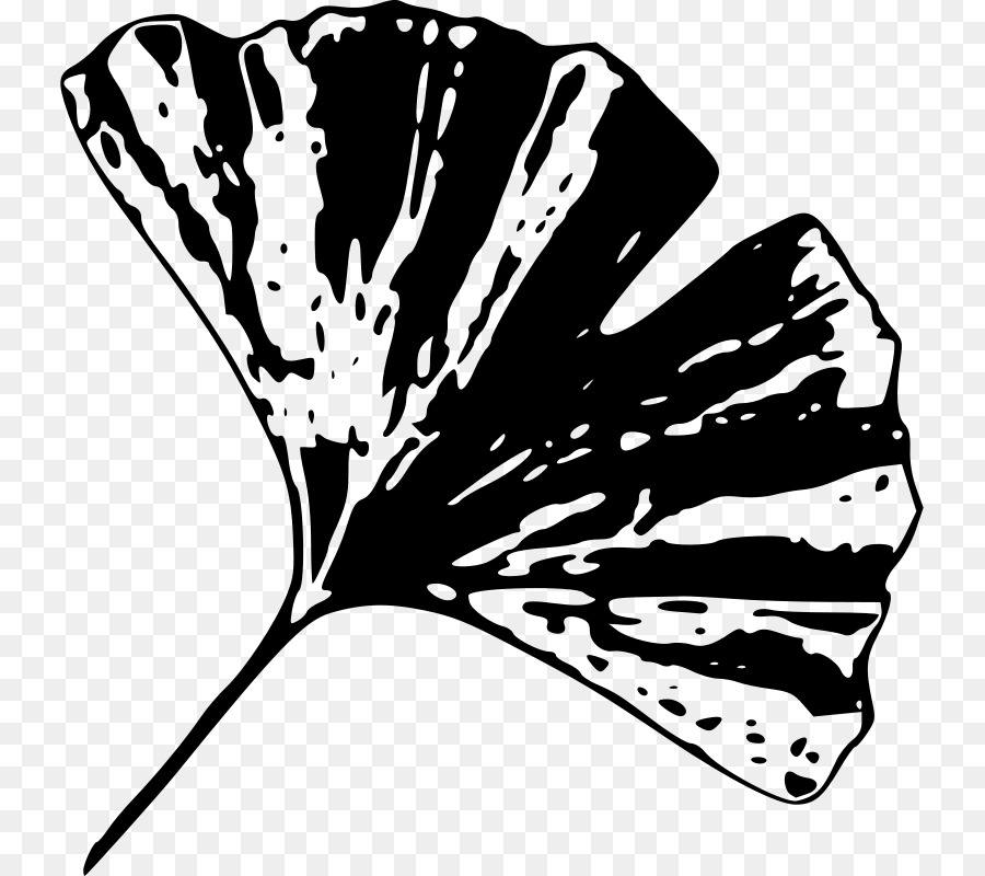 Feuille De Ginkgo，Silhouette PNG