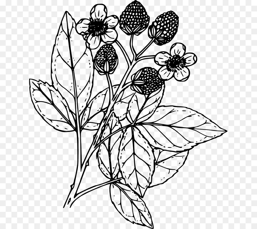 Dessin De Fleur，Noir Et Blanc PNG