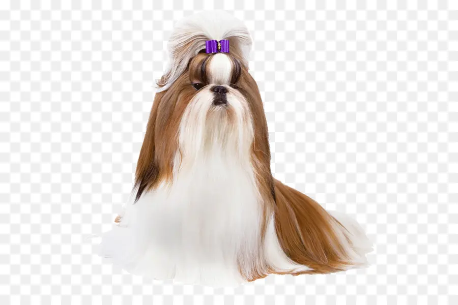 Chien Soigné，Chien PNG