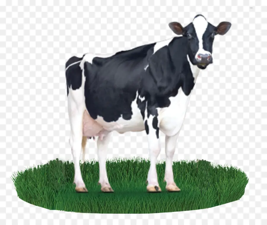 Holstein Friesian Boving，Lait PNG