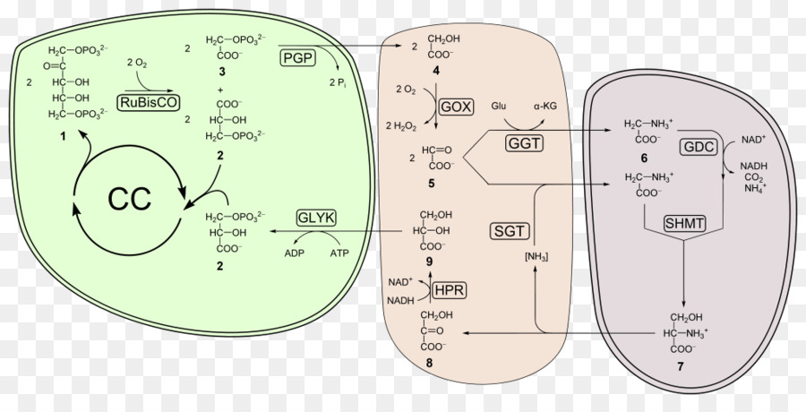 La Photorespiration，La Rubisco PNG