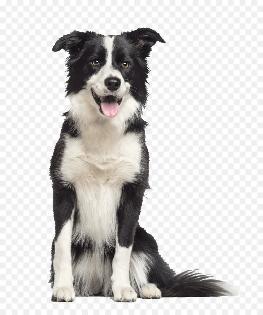 Chien，Animal De Compagnie PNG