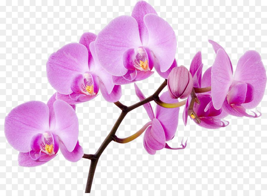 Les Orchid Es Teigne Des Orchid Es Fleur Png Les Orchid Es Teigne Des Orchid Es Fleur