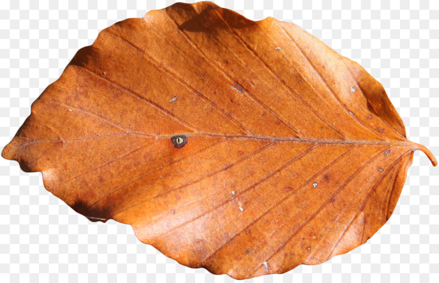 Feuille，Brun PNG