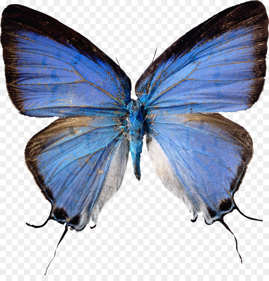 Papillon Bleu，Insecte PNG