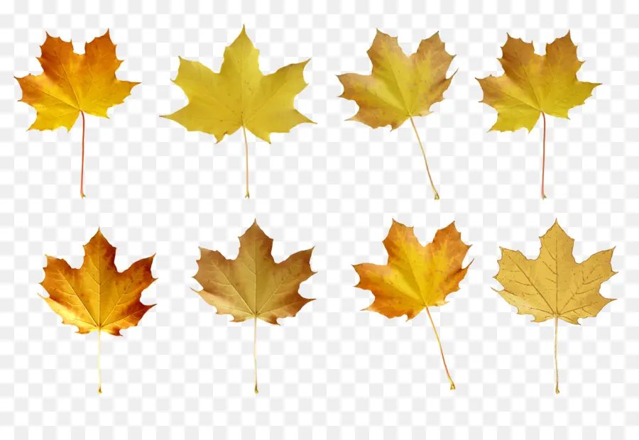 Feuilles Assorties，Automne PNG