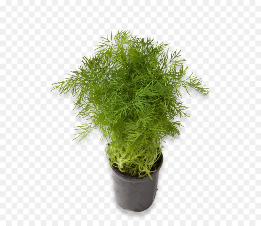 Plante D'aneth，Herbe PNG