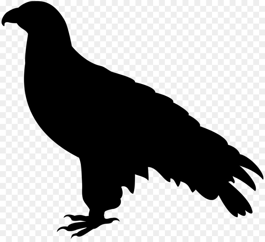 Aigle Silhouette，Faucon PNG