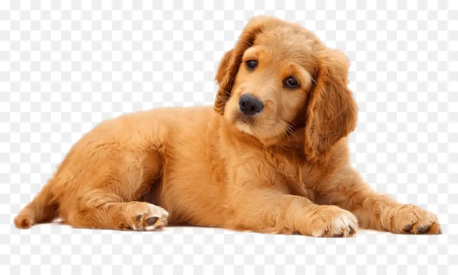 Chiot Golden Retriever，Chiot PNG