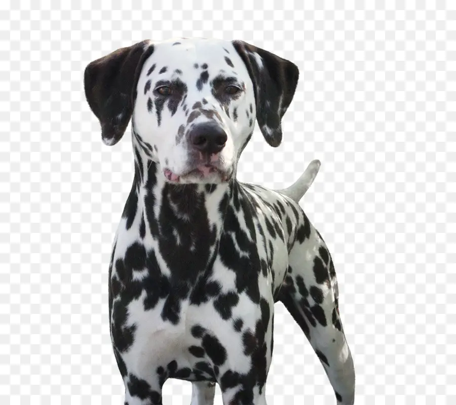 Chien Dalmatien，Points Noirs PNG