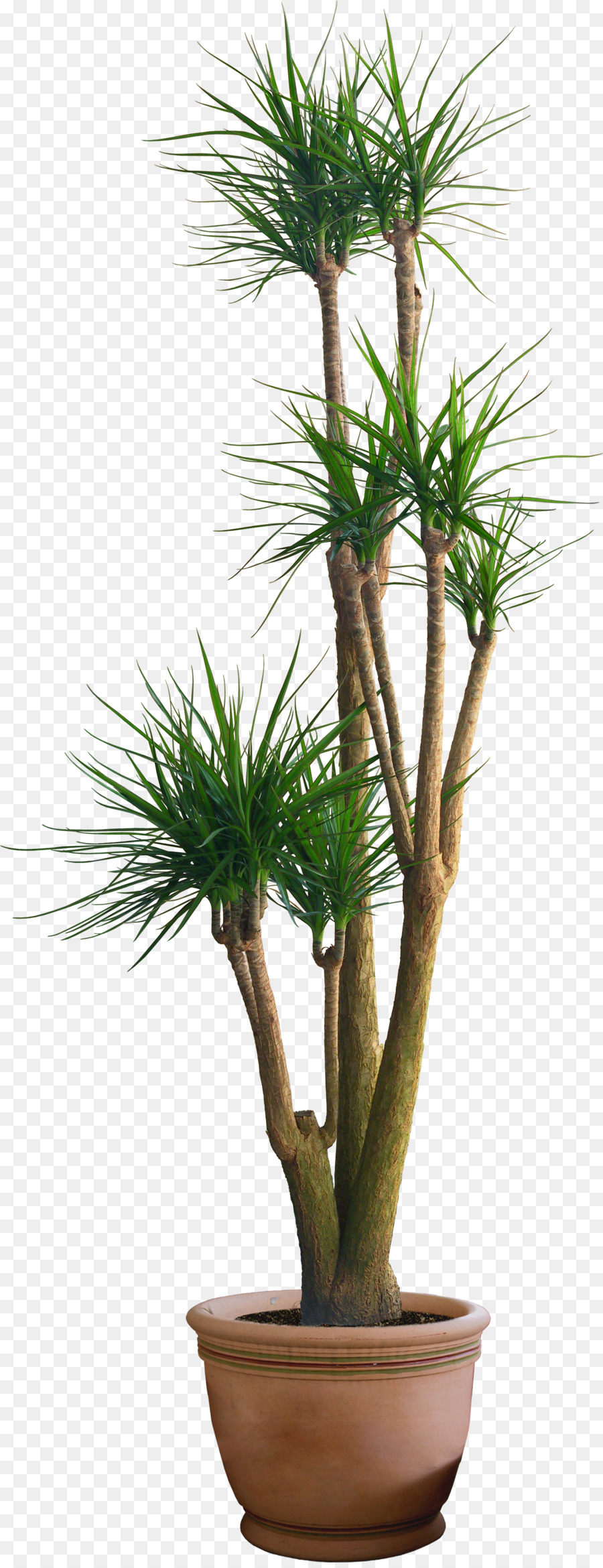 Grande Plante Verte，Mis En Pot PNG