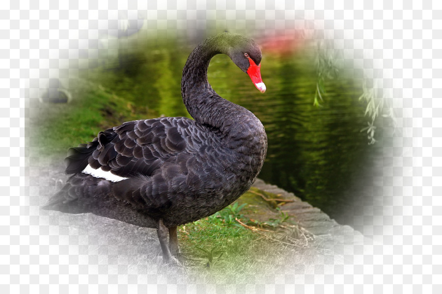 Cygne Noir，Oiseau PNG