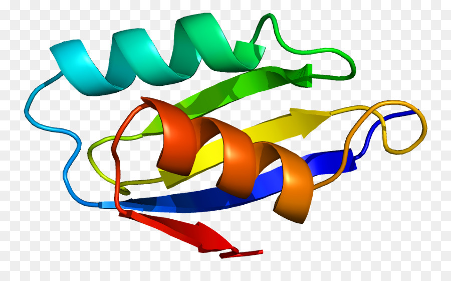 Structure Des Protéines，Molécule PNG