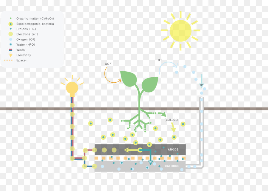 Schéma De L'usine，Photosynthèse PNG