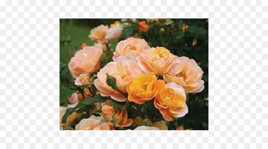 Les Roses De Jardin，Roses Centifolia PNG