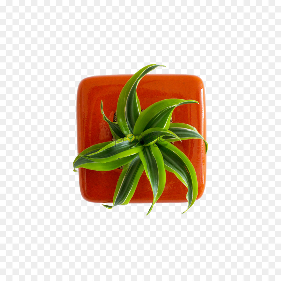 Plante En Pot，Usine PNG