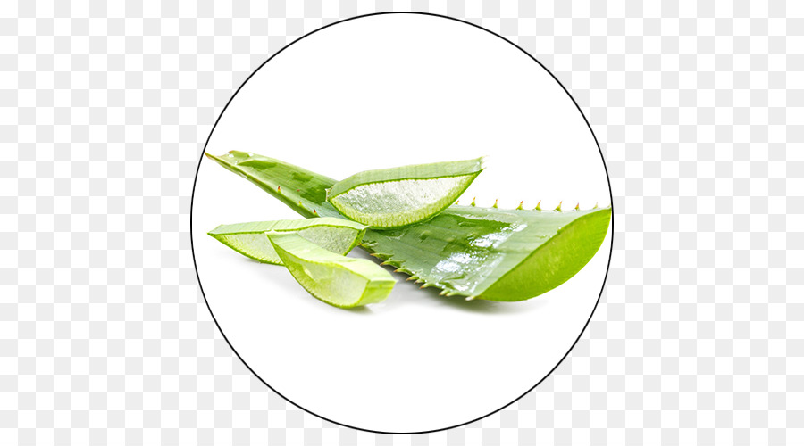 L Aloe Vera，Feuille PNG