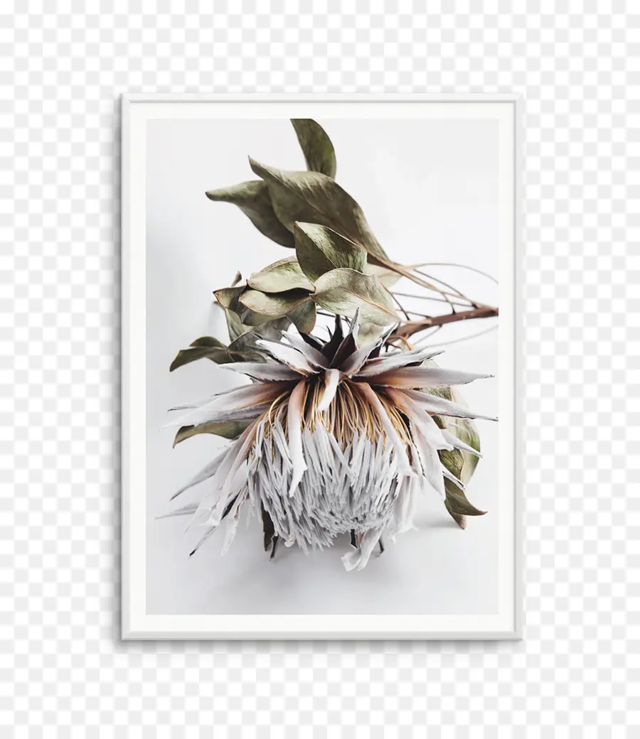 Protea Cynaroides，Affiche PNG