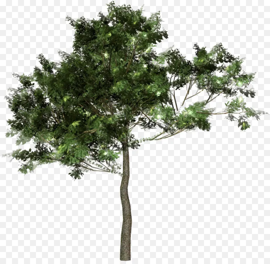 Arbre，Usine PNG