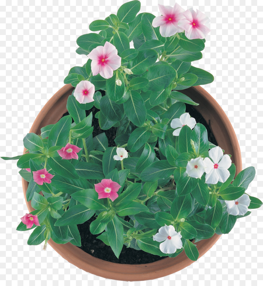 Pot De Fleur，Plante D'appartement PNG