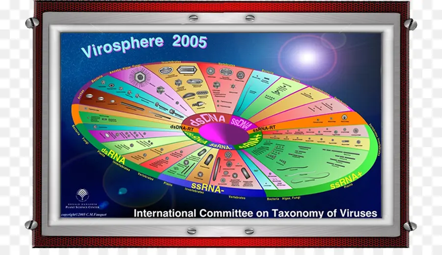 Graphique De La Virosphère，Taxonomie PNG