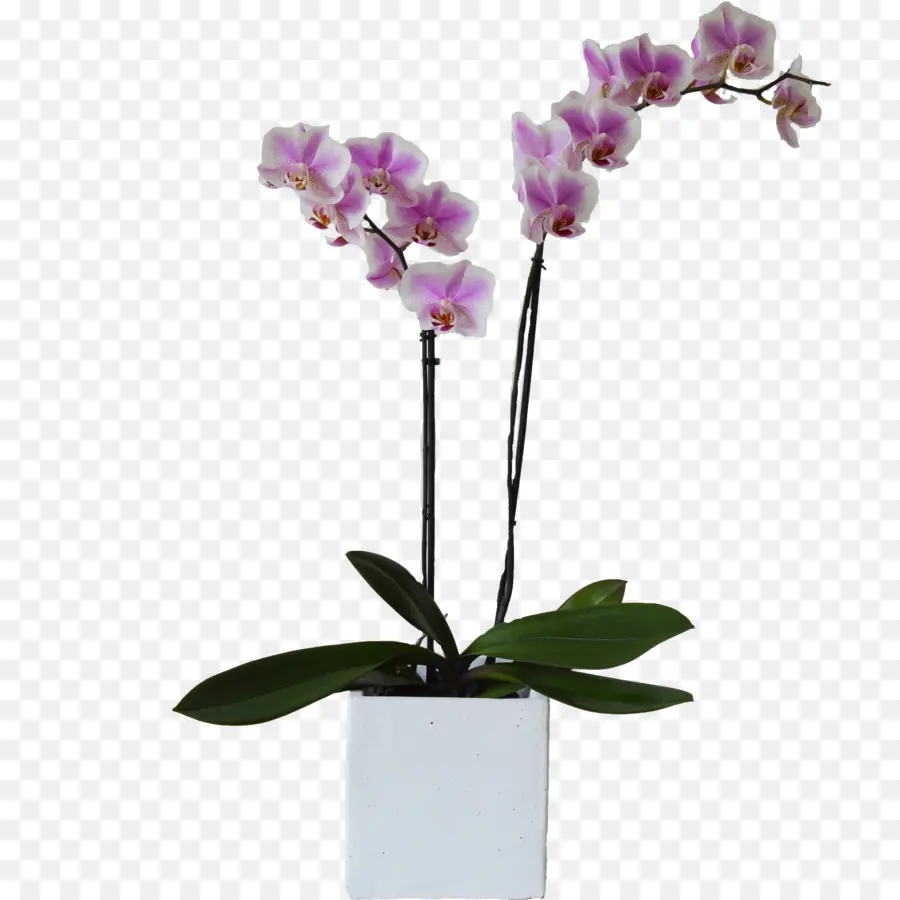 Orchidées，Usine PNG